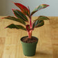 Aglaonema Firecracker - Live Plant in an 8 Inch Growers Pot - Aglaonema Siam Aurora - Beautiful Indoor Easy Care Air Purifying Plant