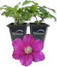 Clematis Cardinal Wyzynski - Live Starter Plants in 2 Inch Growers Pots - Starter Plants Ready for The Garden - Rare Clematis for Collectors