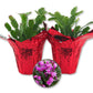 Christmas Cactus in Festive Holiday Cover 2-Pack - 2 Live Plants in 4 Inch Pots - Schlumbergera Bridgesii - Beautiful Indoor Tropical Succulent Decor