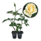 Elegant Beauty Rose Bush - Live Starter Plants in 2 Inch Growers Pots - Beautifully Fragrant Hybrid Tea Heirloom Rose - A Versatile Beauty with a Rich Fragrance