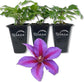 Clematis Mrs N Thompson - Live Starter Plants in 2 Inch Growers Pots - Starter Plants Ready for The Garden - Rare Clematis for Collectors