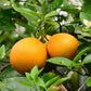 Valencia Orange Tree - Live Plant in a 5 Gallon Pot - 2-3 Feet Tall - Florida Only - Cannot Ship Out of Florida - Beautiful Fruit Tree for Patio and Garden