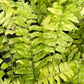 Tiger Stripe Fern - Variegated - Live Starter Plants in 4 Inch Grower&