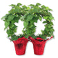 English Ivy Hoop in Festive Holiday Cover 2-Pack - 2 Live Plants in 4 Inch Pots - Hedera Helix - Florist Quality - Beautiful Easy Care Indoor Air Purifying Topiary Houseplant Vine