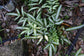 Silver Ribbon Fern - Live Plant in a 6 Inch Grower&