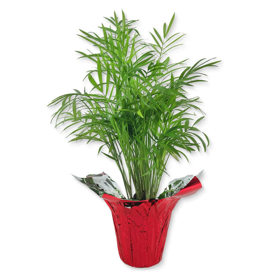 Neanthe Bella Parlor Palm in Festive Holiday Cover - Live Plant in a 4 Inch Pot - Chamaedorea Elegans - Beautiful Indoor Houseplant