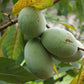 Pawpaw Tree - Live Tree in a 3 Gallon Pot - Asimina Triloba - Native Plant Tropical Fruit Bearing Tree for Your Edible Garden