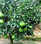 Hirado Butan Pummelo Grapefruit Tree - 2-3 Feet Tall - Live Plant in a 5 Gallon Pot - Florida Only - Cannot Ship Out of Florida - Beautiful Fruit Tree for Patio and Garden