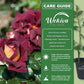 Dark Night Rose Bush - Live Starter Plants in 2 Inch Pots - Beautifully Fragrant Heirloom Rose from Florida - A Versatile Beauty with a Rich Fragrance