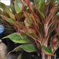 Aglaonema Firecracker - Live Plant in an 8 Inch Growers Pot - Aglaonema Siam Aurora - Beautiful Indoor Easy Care Air Purifying Plant