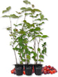 Suriname Cherry Plant - Live Tissue Culture Starter Plants - Eugenia Uniflora - Edible Fruit Bearing Tree for The Patio and Garden