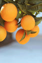 Navel Orange Tree - Live Plant in a 1 Gallon Pot - Florida Only - Cannot Ship Out of Florida - Beautiful Fruit Tree for Patio and Garden