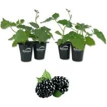 Blackberry Plant - 4 Live Starter Plants - Rubus - Fruit Trees for The Patio and Garden