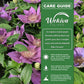 Clematis Bijou - Live Starter Plants in 2 Inch Growers Pots - Starter Plants Ready for The Garden - Rare Clematis for Collectors