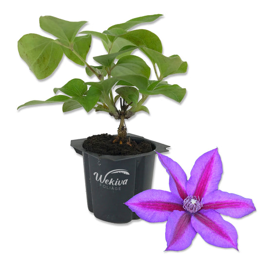 Clematis Fireworks - Live Starter Plants in 2 Inch Growers Pots - Beautiful Deep Pink and Purple Flowering Vine