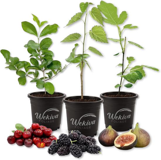 Fruit Fusion Trio - 3 Live Plants in 4 Inch Pots - One Each of Barbados Cherry Tree, Mulberry Plant, and Fig Tree for Your Edible Garden