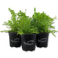 Boston Fern Plant - Live Plants in 4 Inch Pots - Nephrolepis Exaltata - Beautiful Indoor Air Purifying Fern