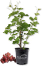 Grape Vine Plant - Live Plant in a 6 Inch Growers Pot - Variety is Grower&