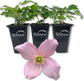 Clematis Montana Mayleen - Live Starter Plants in 2 Inch Growers Pots - Starter Plants Ready for The Garden - Rare Clematis for Collectors