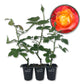 Pinata Rose Bush - Live Starter Plants in 2 Inch Growers Pots - Beautifully Fragrant Floribunda Rose - A Versatile Beauty with Large Blooms