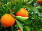 Vernia Orange Tree - Live Plants in 1 Gallon Pots - Florida Only - Cannot Ship Out of Florida - Beautiful Fruit Tree for Patio and Garden