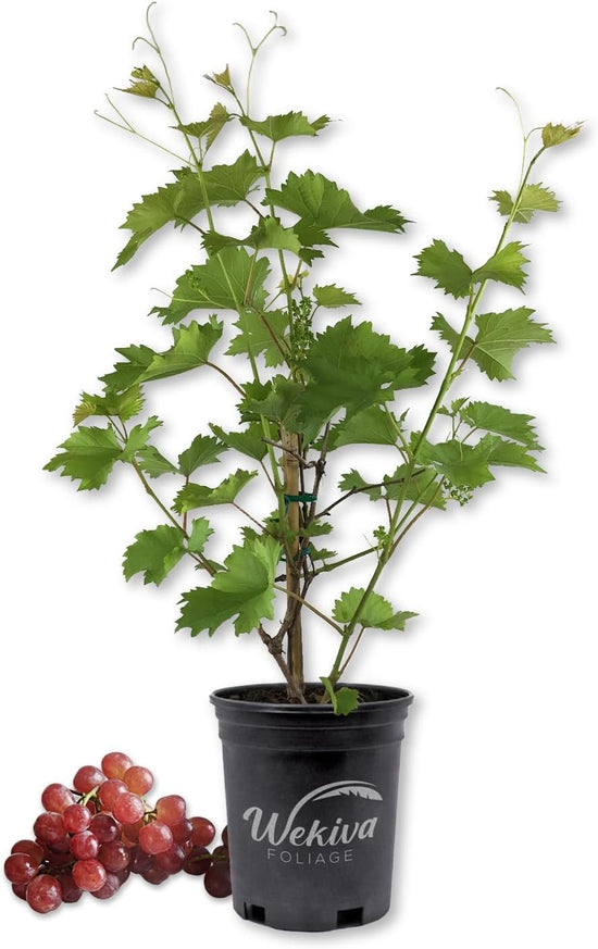 Grape Vine Plant - Live Plant in a 1 Gallon Pot - Variety is Grower&