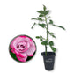 Paradise Rose Bush - Live Starter Plants in 2 Inch Pots - Beautifully Fragrant Heirloom Rose from Florida - A Versatile Beauty with a Rich Fragrance