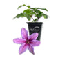 Clematis Tumaini - Live Starter Plants in 2 Inch Growers Pots - Starter Plants Ready for The Garden - Rare Clematis for Collectors