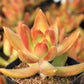 Copper Sedum Plant - Live Starter Plants in 2 Inch Growers Pots - Sedum Nussbaumerianum - Rare and Colorful Easy Care Succulent