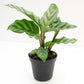 Calathea Freddie - Live Plants in 4 Inch Growers Pots - Calathea Concinna &