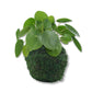 Chinese Money Plant in Moss Planter – Live Starter Plant in a 4 Inch Decorative Pot - Pilea Peperomioides – Kokedama Moss Ball Planter