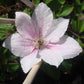 Clematis Pink Fantasy - Live Starter Plants in 2 Inch Growers Pots - Starter Plants Ready for The Garden - Beautiful Light Pink Flowering Vine
