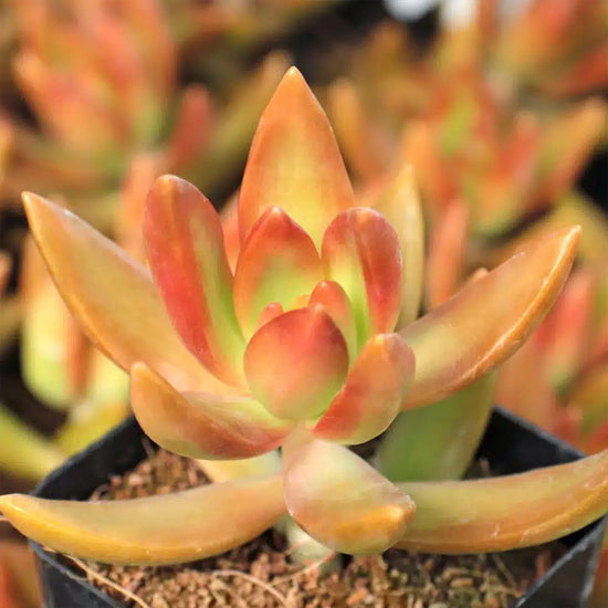 Copper Sedum Plant - Live Plants in 4 Inch Growers Pots - Sedum Nussbaumerianum - Rare and Colorful Easy Care Succulent