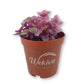 Tradescantia Wandering Jew - Live Plant in a 2 Inch Pot - Tradescantia Albiflora - Rare and Elegant Indoor Houseplant