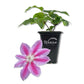 Clematis Dr. Rupple - Live Starter Plants in 2 Inch Growers Pots - Clematis &