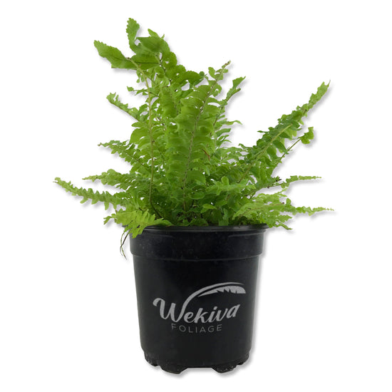 Boston Fern Plant - Live Plants in 4 Inch Pots - Nephrolepis Exaltata - Beautiful Indoor Air Purifying Fern