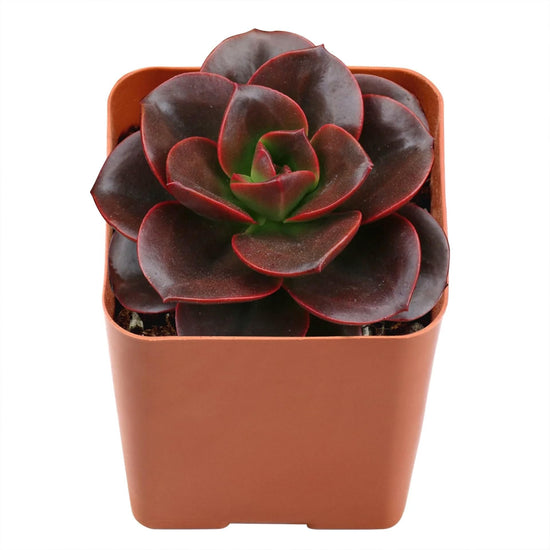 Echeveria Melaco - Live Starter Plants in 2 Inch Growers Pots - Rare and Beautiful Colorful Compact Easy Care Succulent