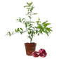 Pomegranate Tree - Live Plants in 4 Inch Growers Pots - Edible Fruit Bearing Tree for The Patio and Garden