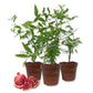 Pomegranate Tree - Live Plants in 4 Inch Growers Pots - Edible Fruit Bearing Tree for The Patio and Garden