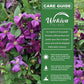 Clematis Polish Spirit - Live Starter Plants in 2 Inch Growers Pots - Starter Plants Ready for The Garden - Rare Clematis for Collectors