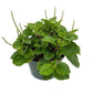 Peperomia Shining Bush - Live Plants in 4 Inch Growers Pots - Peperomia Cubensis - Rare and Elegant Indoor Houseplant