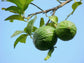 Key Lime Tree - Live Plants in 1 Gallon Pots - Florida Only - Citrus Aurantiifolia - Cannot Ship Out of Florida - Beautiful Fruit Tree for Patio and Garden