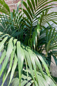 Kentia Palm - Live Starter Plants in Liners - Howea Forsteriana - Rare Ornamental Palms of Florida