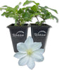 Clematis Lanuginosa Candida - Live Starter Plant in a 2 Inch Growers Pot - Starter Plants Ready for The Garden - Bold and Beautiful White Flowering Vine