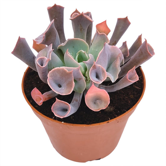 Echeveria Pink Trumpet - Live Starter Plants in 2 Inch Growers Pots- Rare and Colorful Compact Easy Care Succulent