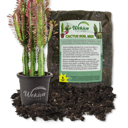 Red Cathedral Cactus and Soil Mix Combo - Live Plant in a 4 Inch Pot with 1 Quart Cactus Soil Mix - Euphorbia Trigona with Custom Soil Blend