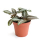 Silver Tree Friendship Plant - Live Plants in 3 Inch Growers Pots - Pilea Spruceana - Beautiful Textured Indoor Houseplant