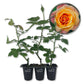 Magic Lantern Rose Bush - Live Starter Plants in 2 Inch Growers Pots - Beautifully Fragrant Grandiflora Rose - A Versatile Beauty with a Rich Fragrance