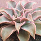 Echeveria Madiba - Live Starter Plants in 2 Inch Growers Pots - Rare and Beautiful Compact Colorful Easy Care Succulent