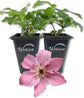 Clematis Sarah Elizabeth - Live Starter Plants in 2 Inch Growers Pots - Starter Plants Ready for The Garden - Rare Clematis for Collectors